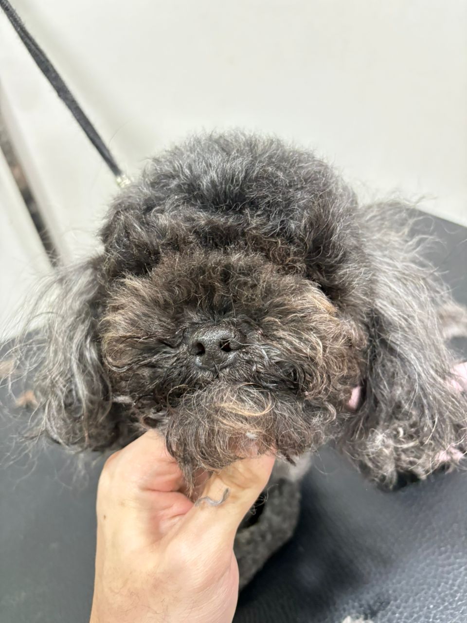 宠物美容作品1 前后对比 - Before