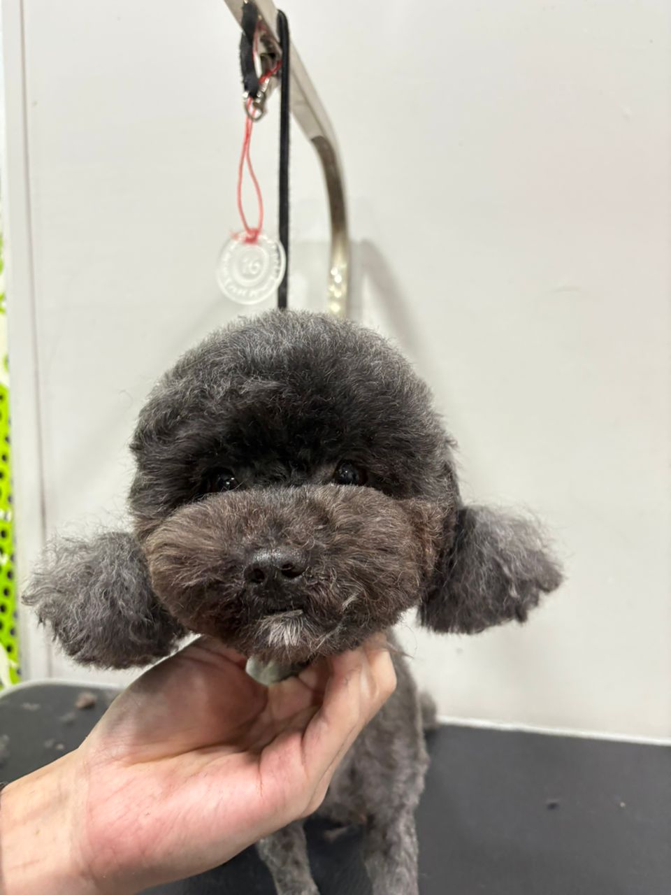 宠物美容作品1 前后对比 - After