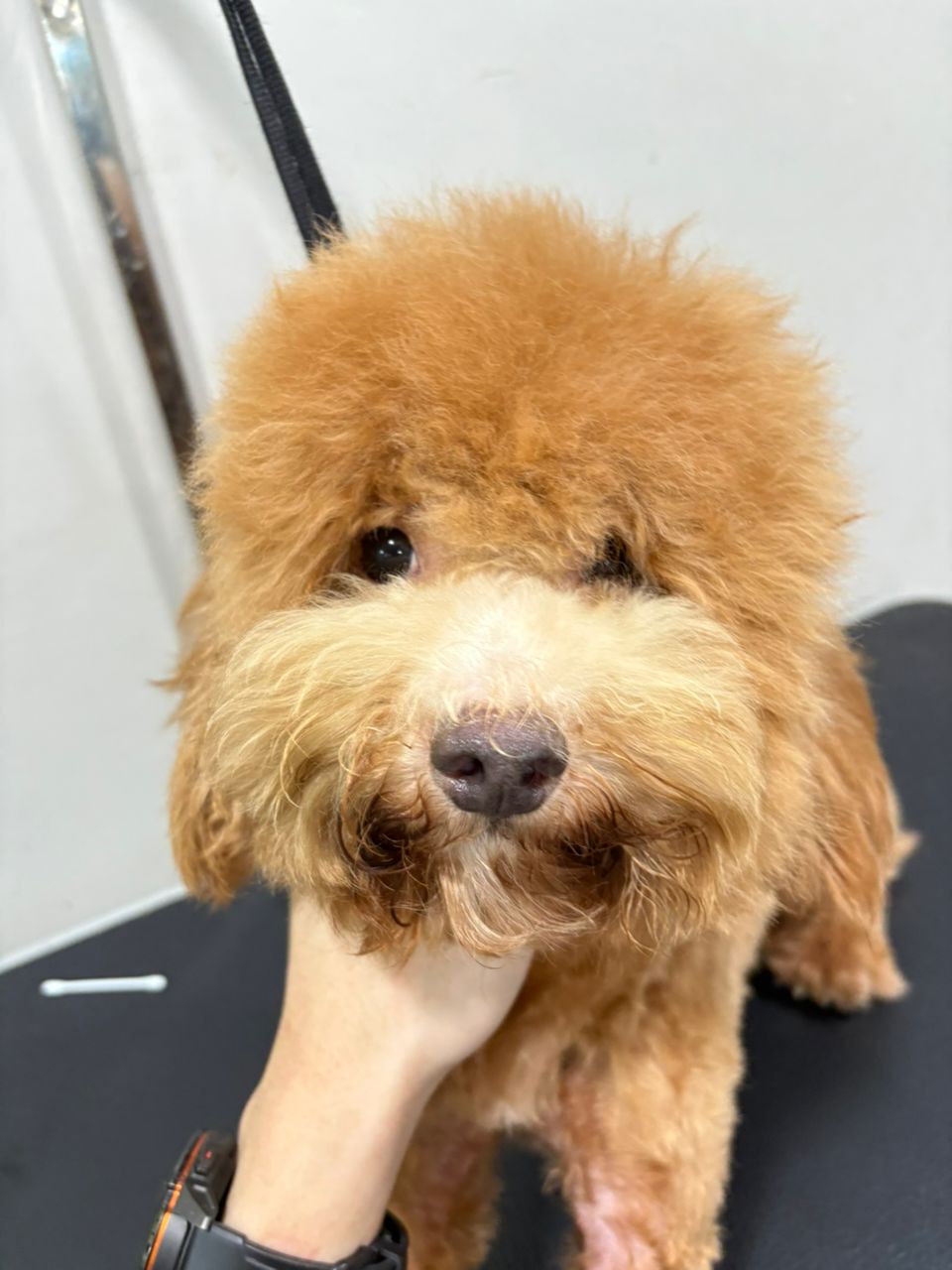 宠物美容作品2 前后对比 - Before