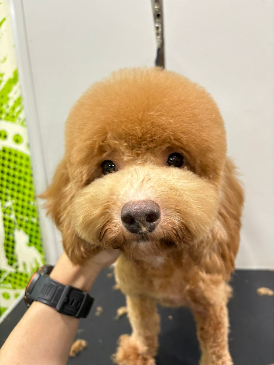 宠物美容作品2 前后对比 - After