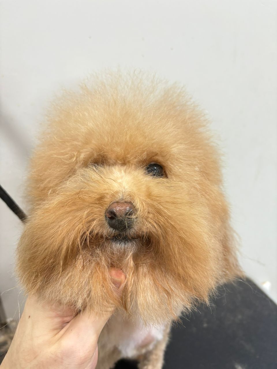 宠物美容作品3 前后对比 - Before