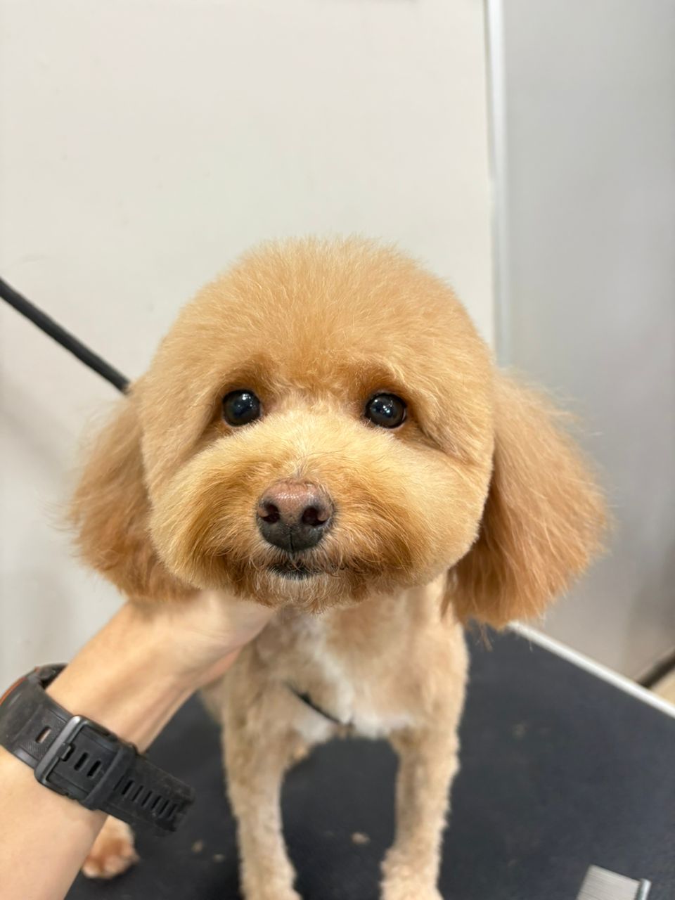 宠物美容作品3 前后对比 - After