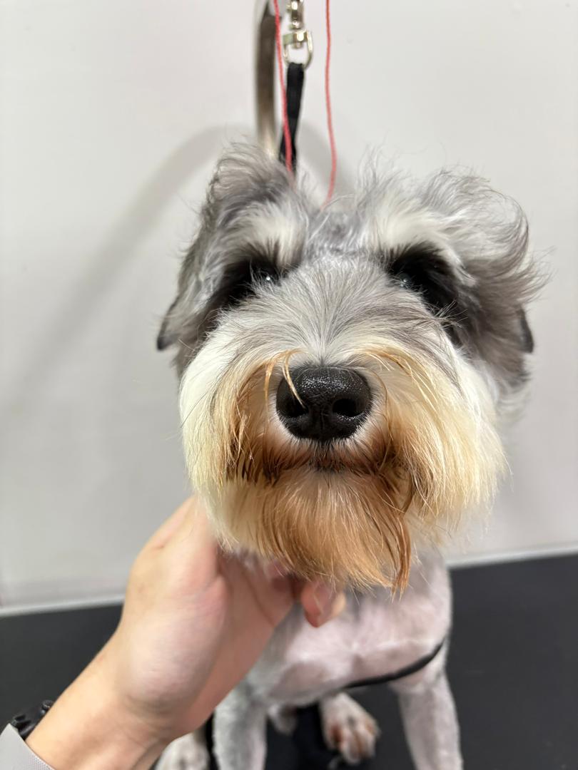 宠物美容作品4 前后对比 - Before